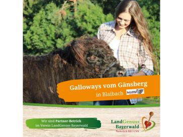 Galloways vom Gänsberg in Blaibach