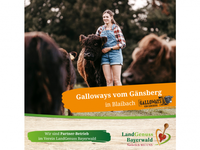 Galloways vom Gänsberg in Blaibach